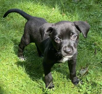 Lily -  Labrador Retriever Dog for Adoption in Carmel Hamlet, New York - Lily | PetCurious