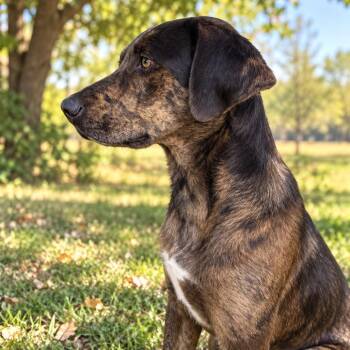 Prince -  Catahoula Leopard Dog Dog for Adoption in Green Forest, Arkansas - Prince | PetCurious