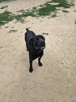 Thunder -  Cane Corso and Boxer Dog for Adoption in Maquoketa, Iowa - Thunder | PetCurious