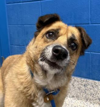 Willow -  Chow Chow and German Shepherd Dog Dog for Adoption in Golden, Colorado - Willow | PetCurious
