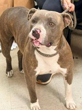 Cantina -  Mixed Breed Dog for Adoption in Hobart, Indiana - Cantina | PetCurious
