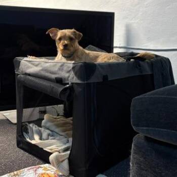 Molly -  Yorkshire Terrier and Mixed Breed Dog for Adoption - Molly | PetCurious