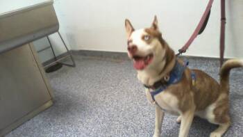 KATE -  Siberian Husky Dog for Adoption in Charlotte, North Carolina - KATE | PetCurious