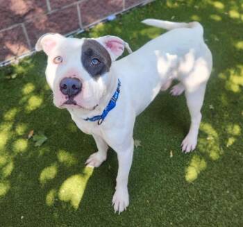 PEABODY -  Pit Bull Terrier and Mixed Breed Dog for Adoption in Minneapolis, Minnesota - PEABODY | PetCurious