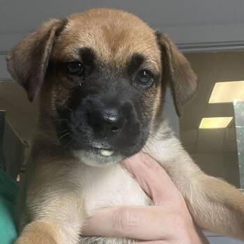 Johanna -  German Shepherd Dog and Mixed Breed Dog for Adoption in Summerlee, West Virginia - Johanna | PetCurious