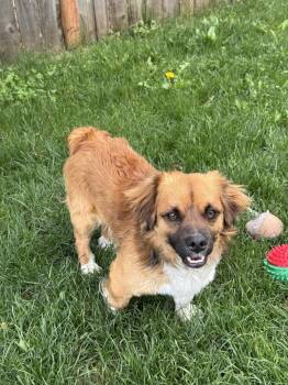 Corgi Dogs Available for Adoption in Vancouver, Washington - Roscoe | PetCurious