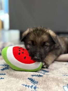 Rescue German Shepherd Dog and Mixed Breed Dogs for Adoption in Detroit, Michigan - Jamie | PetCurious