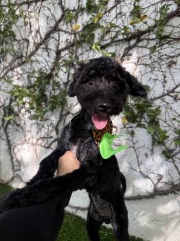 Bruno -  Miniature Poodle Dog for Adoption in North Miami Beach, Florida - Bruno | PetCurious