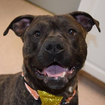 Pit Bull Terrier Dogs Available for Adoption - Fozzie | PetCurious