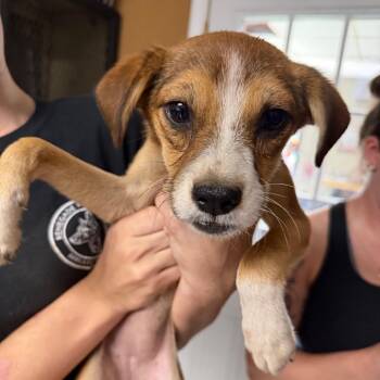 Intake_4 -  Mixed Breed Dog for Adoption in Savannah, Georgia - Intake_4 | PetCurious