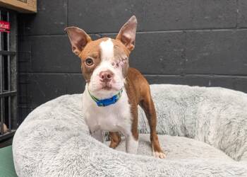 Rescue Boston Terrier and American Staffordshire Terrier Dogs for Adoption in Cincinnati, Ohio - Missy | PetCurious