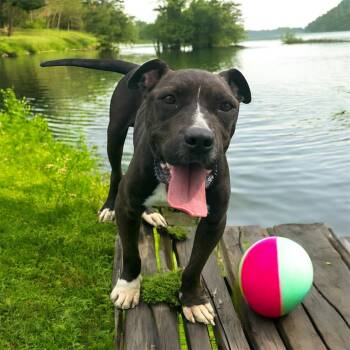 Rescue American Bulldog Dogs for Adoption in Kenedy, Texas - Kekoa | PetCurious