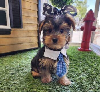 Max -  Yorkshire Terrier Dog for Adoption in West Caldwell, New Jersey - Max | PetCurious