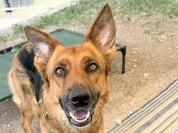 Rescue Mixed Breed Dogs for Adoption in Georgetown, Texas - Cleo | PetCurious