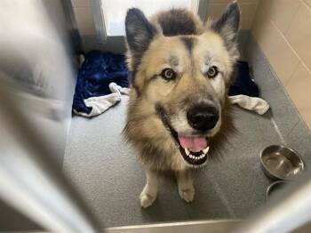 German Shepherd Dog and Mixed Breed Dogs Available for Adoption in Tustin, California - ARTORIAS | PetCurious