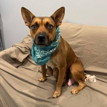 Margaret -  Mixed Breed Dog for Adoption in Canal Winchester, Ohio - Margaret | PetCurious