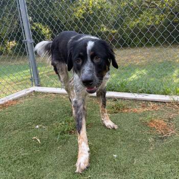 Greyson -  Collie and Mixed Breed Dog for Adoption in Tulsa, Oklahoma - Greyson | PetCurious