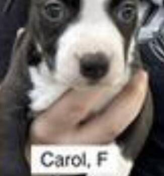 Carol -  Labrador Retriever and American Bulldog Dog for Adoption in Parma, Ohio - Carol | PetCurious