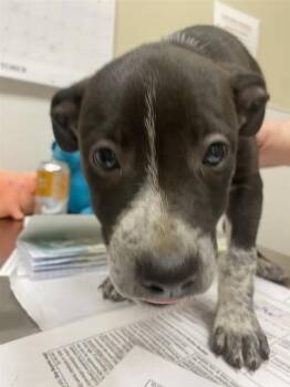 Hog -  Pit Bull Terrier Dog for Adoption in Vancouver, Washington - Hog | PetCurious