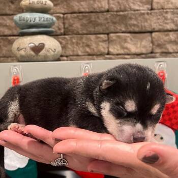 Husky and Mixed Breed Dogs Available for Adoption in Lynchburg, Virginia - Spike | PetCurious