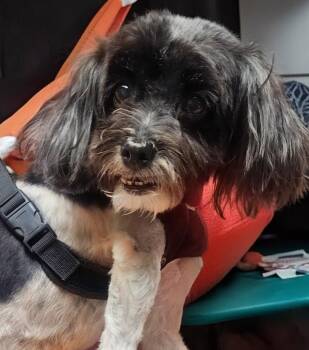 Havanese Dogs Available for Adoption in Oakland Park, Florida - Zacky | PetCurious