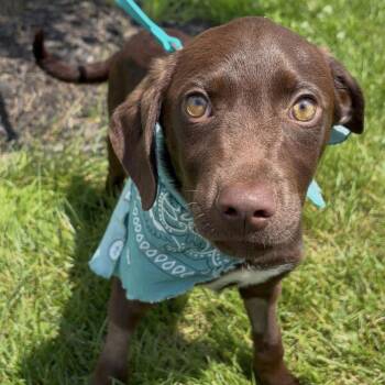 Howie -  Mixed Breed Dog for Adoption in Canal Winchester, Ohio - Howie | PetCurious