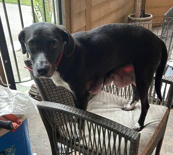 Rescue Black Labrador Retriever Dogs for Adoption in Bruce, Mississippi - Roxie | PetCurious