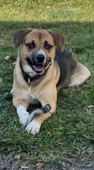 Rescue Shepherd Dogs for Adoption in Lewiston, Idaho - Wheeler | PetCurious