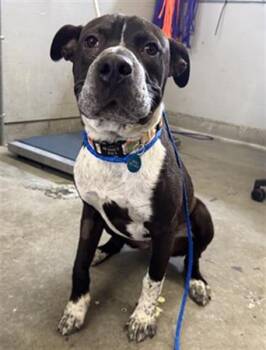 Pit Bull Terrier Dogs Available for Adoption in Camarillo, California - MASATO | PetCurious