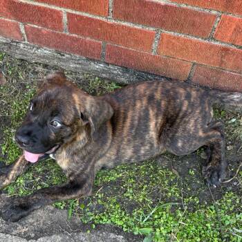 Man -  Terrier and Mixed Breed Dog for Adoption in Montgomery, Alabama - Man | PetCurious
