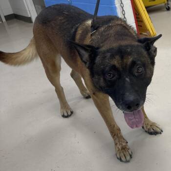 Bruno -  German Shepherd Dog Dog for Adoption in Pine Bluff, Arkansas - Bruno | PetCurious