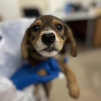 Canelo -  Terrier and Mixed Breed Dog for Adoption in Edinburg, Texas - Canelo | PetCurious