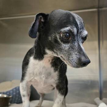 Bonzo -  Dachshund and Chihuahua Dog for Adoption in Austin, Texas - Bonzo | PetCurious