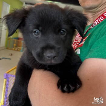 Rescue Labrador Retriever and Retriever Dogs for Adoption in Washington, District Of Columbia - Baby Nell | PetCurious