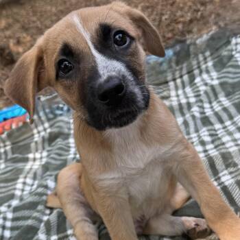 Milo -  German Shepherd Dog Dog for Adoption in Krum, Texas - Milo | PetCurious