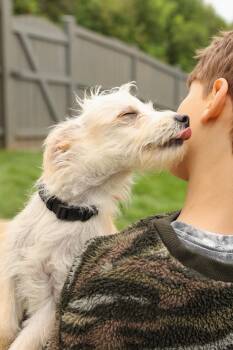 Yorkshire Terrier and Mixed Breed Dogs Available for Adoption in Gainesville, Virginia - Tofu | PetCurious