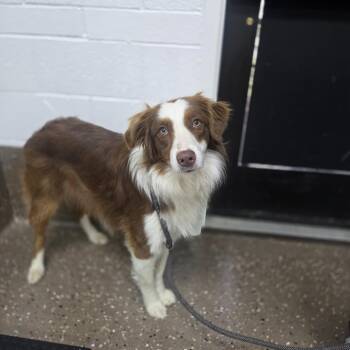 Australian Shepherd and Mixed Breed Dogs Available for Adoption in Incline Village, Nevada - Princess Buttercup | PetCurious
