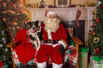 Daisy -  Border Collie and Pit Bull Terrier Dog for Adoption in Bellevue, Washington - Daisy | PetCurious