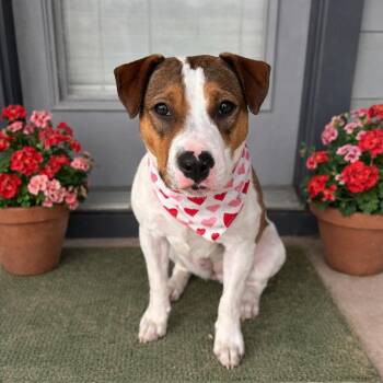 American Staffordshire Terrier Dogs Available for Adoption - Harlow | PetCurious