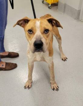 Violet Parr -  American Staffordshire Terrier Dog for Adoption in Chillicothe, Ohio - Violet Parr | PetCurious