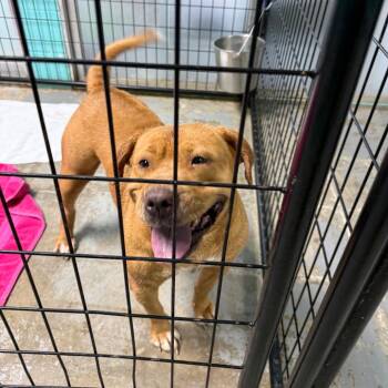 Chow Chow Dogs Available for Adoption in Wahiawa, Hawaii - Pretty | PetCurious