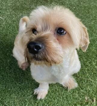 Shih Tzu and Poodle Dogs Available for Adoption in Oakland Park, Florida - Osito | PetCurious
