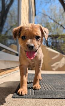 Australian Shepherd and Chihuahua Dogs Available for Adoption in Minneapolis, Minnesota - Flora | PetCurious