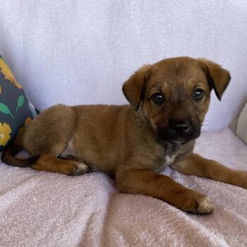 Charles -  Shepherd Dog for Adoption in Tucson, Arizona - Charles | PetCurious