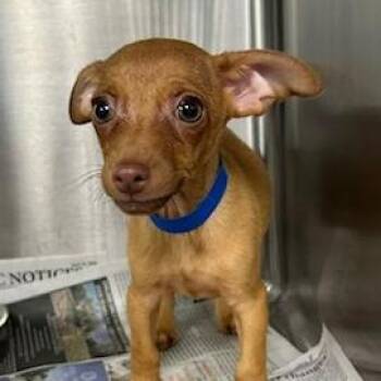 Mixed Breed Dogs Available for Adoption in Knoxville, Tennessee - Micro | PetCurious