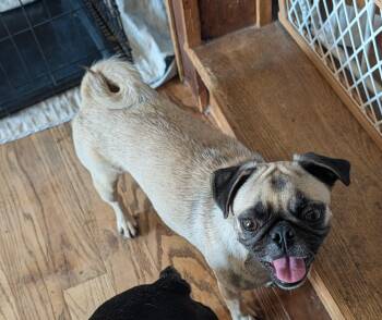 Beatrice -  Pug Dog for Adoption in Benton, Kansas - Beatrice | PetCurious