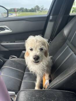 Starburst -  Terrier Dog for Adoption in Tulsa, Oklahoma - Starburst | PetCurious