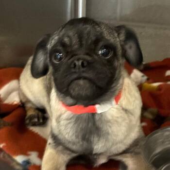 Felucia -  Pug Dog for Adoption in Yuma, Arizona - Felucia | PetCurious