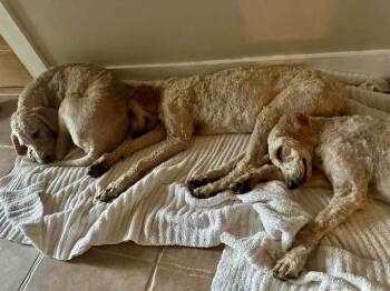 Goldie (Shy) -  Goldendoodle Dog for Adoption in Troy, Alabama - Goldie (Shy) | PetCurious