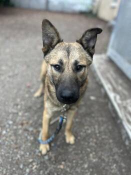 Twix -  German Shepherd Dog Dog for Adoption in Oakland, California - Twix | PetCurious